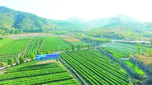 泉城茶博园